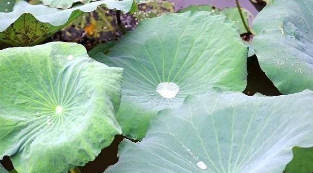 泡泡水|湿气重引肥胖？4个“祛湿”良方不妨一试，总有一个适合你！