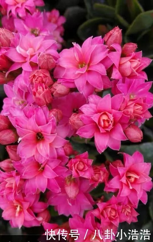 花期|45种长寿花,个个都是高颜值,家里养几盆,美得移不开眼