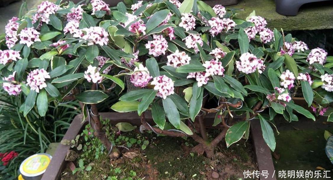 家里采光差就养几种花,随随便便就开花,颜值也很高