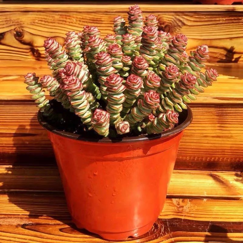 八种命里带“钱”的植物,家里养一盆,招财又旺运,你家养了几种