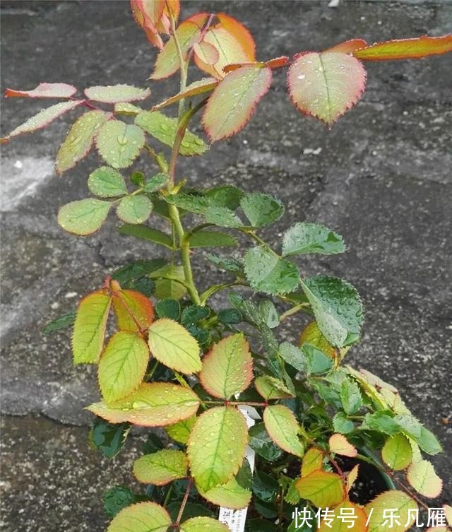 缺水|养花技巧快死的花，剪一刀立马活，还能再开花！