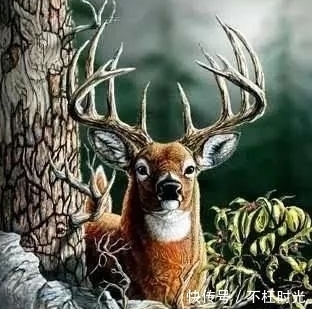 人脑|瑞典老年痴呆测试：图中藏有几只鹿？你能找到几只？我只找到5个