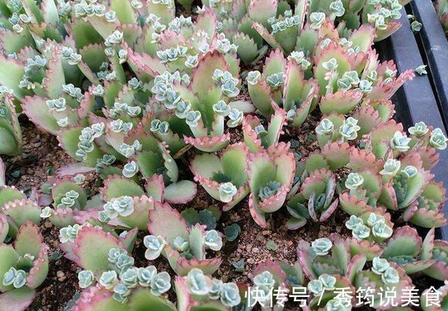 快速消灭入侵多肉“不死鸟”,要放大招,连根拔十次,彻底消灭光