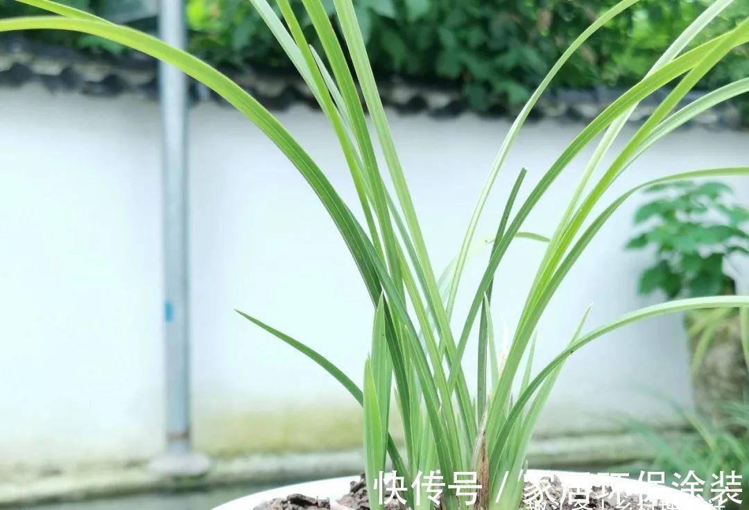 养分|兰花什么时候可翻盆?兰友:妙处多多,掌握技巧随时都能翻盆