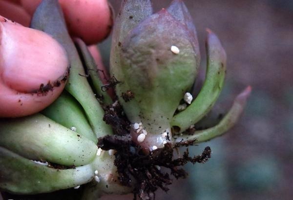 养花小技巧养多肉爱生蚧壳虫,几个方法都杀除干净