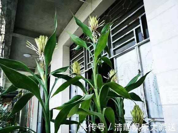 富贵竹|4种花有灵性，平时难开花，一有好事就开花！