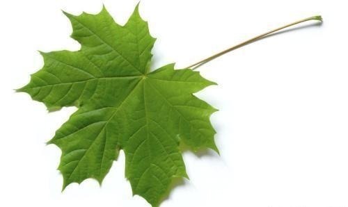 虫子|如何让孩子远离手机,这几乎是唯一的方式