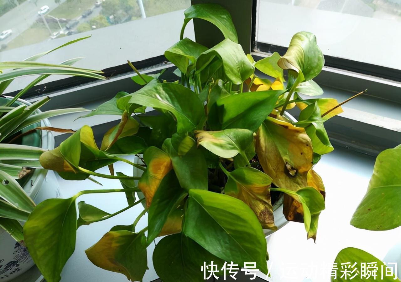 天冷需要多晒的“8种花”,有些还要“断粮少水”,不然熬不过冬