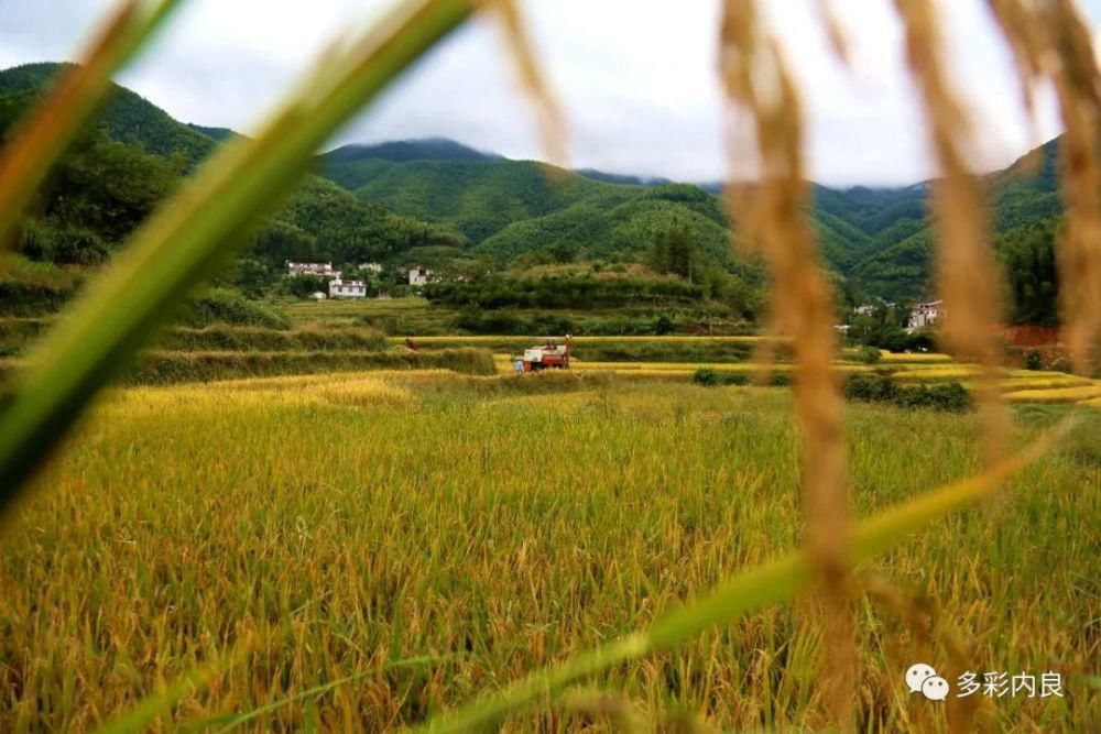 生态|喝着山泉水长大的内良高山稻米，认识一下