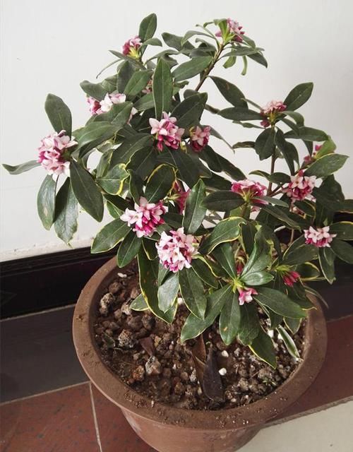  花色|香味“最浓”的花卉，花色鲜艳，叶片金边明显，开花后比牡丹还美