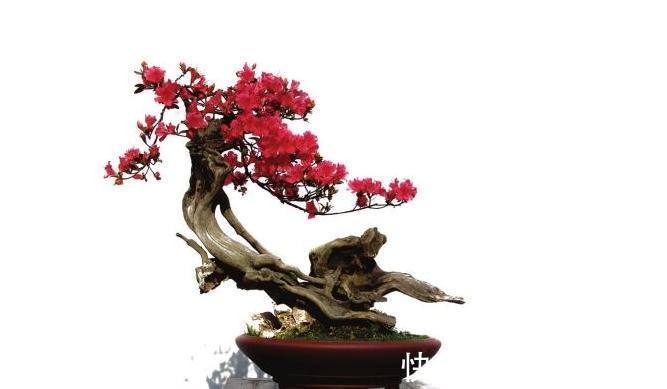 杜鹃花盆景用什么土养好，杜鹃花盆景怎么施肥