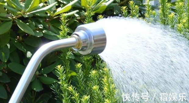 修剪|喜欢养花,先戒掉7个坏习惯,不然啥花也养不好,你占了几个