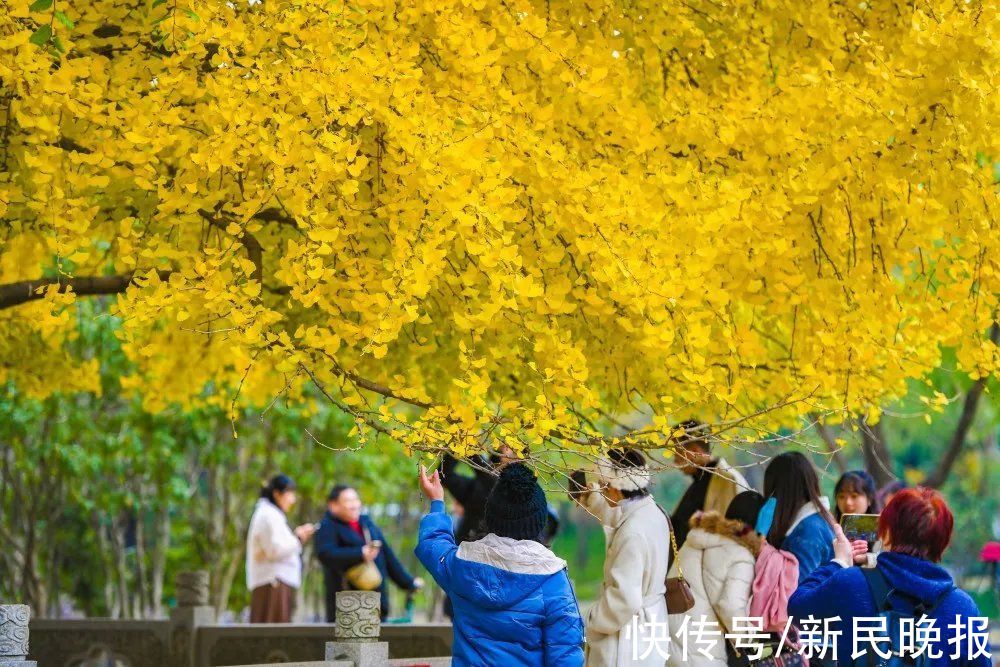 银杏叶|满屏金黄！长三角年度最佳“银杏大片”，错过再等一年