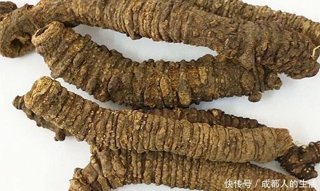 头痛|羌活能祛风除湿，散寒止痛，用于风寒感冒，上半身风湿痹痛