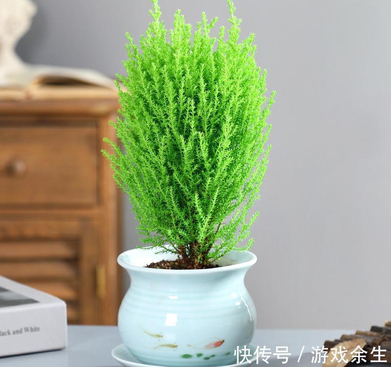 3种“小盆景”能香几十年,客厅养一盆,小巧高雅,富贵不俗