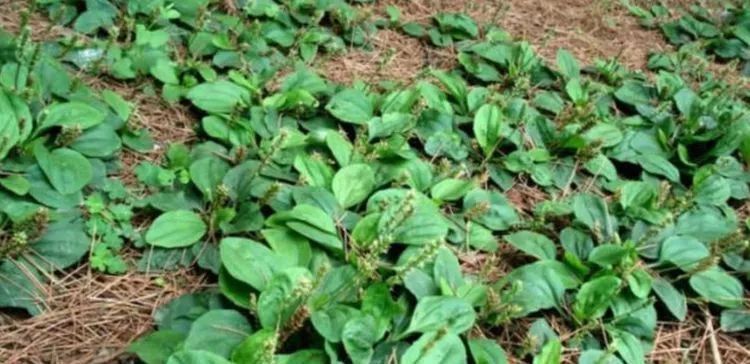 农村|农村这野草人们称它“蛤蟆叶”,以前被当救命菜,现在一斤20元