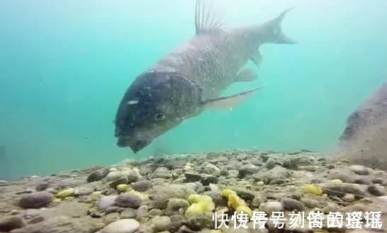 夏季大鱼难给口,错了因为调钓的灵钝,在一开始就有了误差