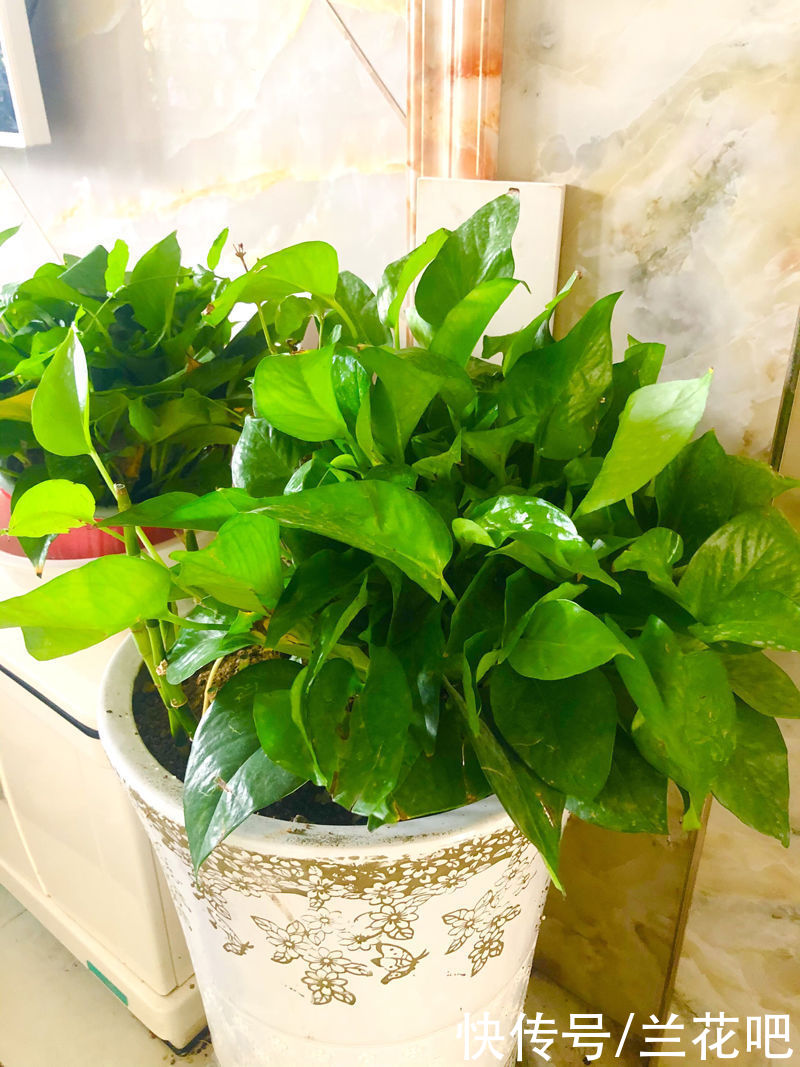 兰友|业余养兰中的用光误区，2方面去扭正，清楚兰花对光的需求