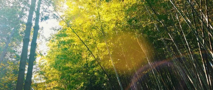 小诗|古人的小诗,美如滋滋流水润人间