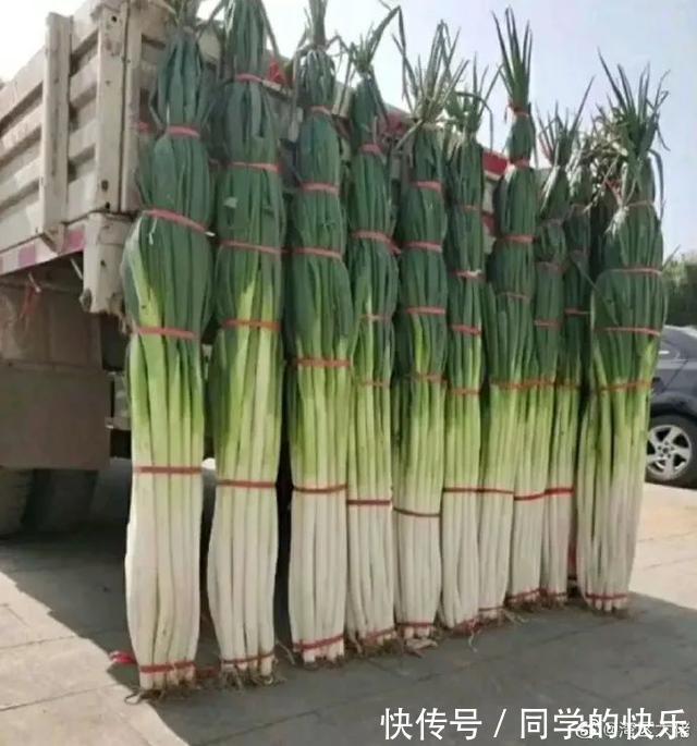 |翻开前信誓旦旦:这一定是米奇 冷段子2023