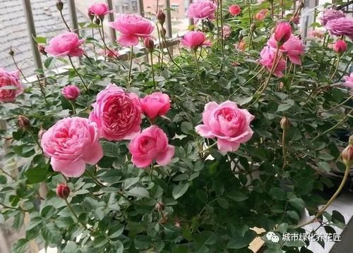 买的营养土,椰糠混合些珍珠岩,可以直接用来养月季花吗?