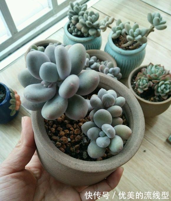 美人|好养的桃美人，全日照养护即可，青涩到粉红，价值瞬间翻倍！