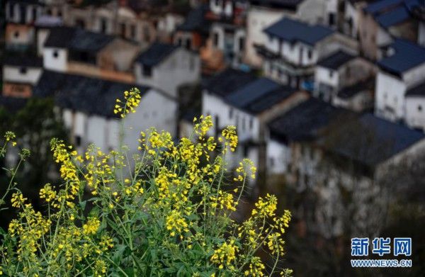 中年|春景繁花秀