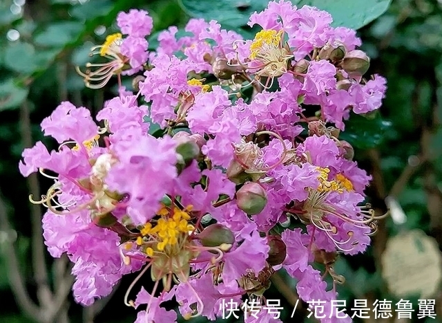 农历九月初四寒露后,养什么花?以下3种花,年年如意岁岁平安