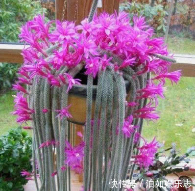 美女|5种懒人花卉,耐旱耐晒,越不管长得越好,盆栽轻松长爆盆!