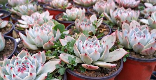 养3种花不要浇水在花叶上,轻则变丑重则腐烂,新手花友要注意