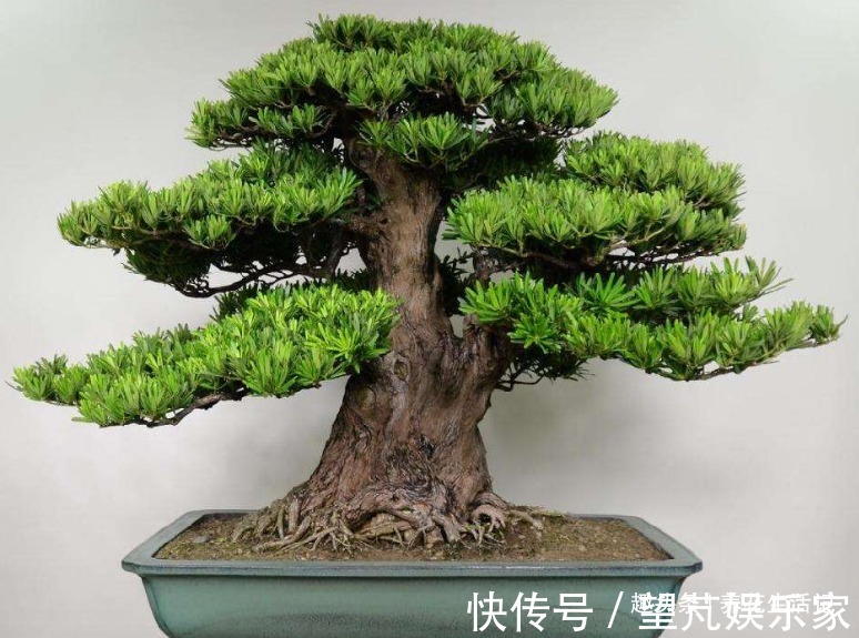 想让罗汉松长得旺,调配土壤有技巧,做好后枝壮叶多,茂盛翠绿!