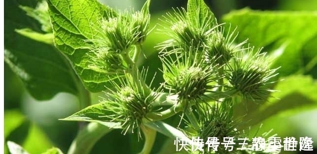 减肥|牛蒡降脂减肥、解毒消肿,掌握五点,收获更加优质高产的牛蒡来