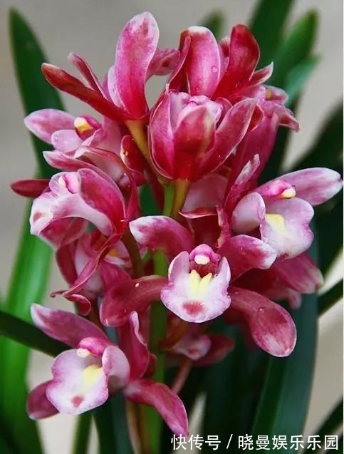 它被称为兰中香祖,一年开花4到6次,花大浓香,好养易开花