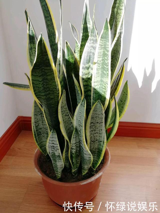 玉翁|5种“盆栽”，十天半月不理它，也能长，浇点水长爆盆，太省心了