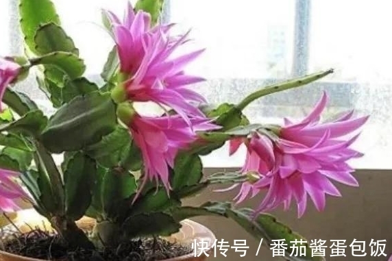 养殖|8种多肉皮实又好养,开花超级美丽,总有一种是你喜欢的