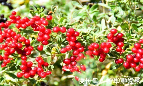 补气养血|秋天来了,常吃4种食物,补气养血,滋阴补肾,预防子宫早衰