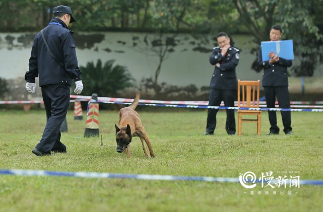 汪星|重庆警犬大比武，看“汪星人”如何找到隐藏的“爆炸物”