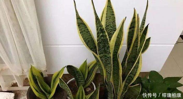 很快|厨房这些东西用来养虎皮兰,很快长出侧芽一盆变几盆,省钱又方便