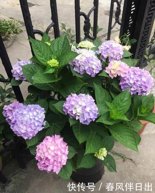 长势|绣球花开败后，及时做好3件事，苗壮芽多，花量翻两番