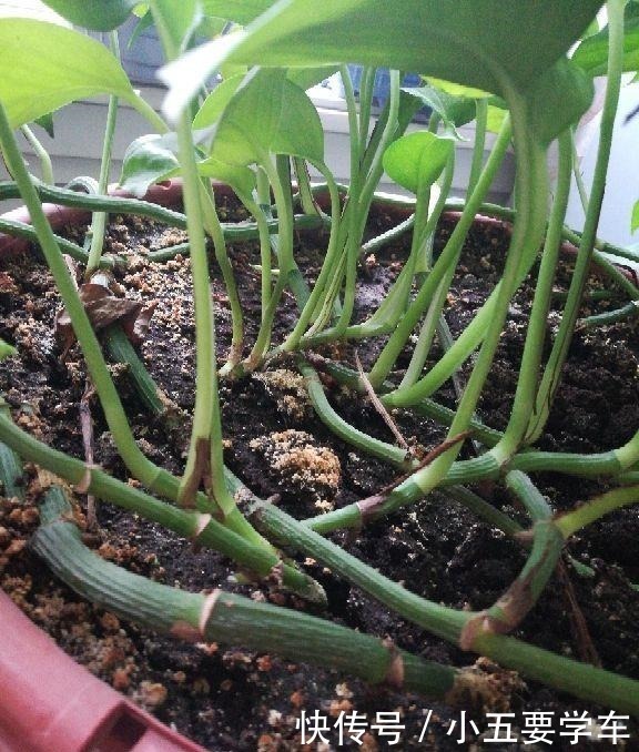 茶叶水|浇水时的3个坏习惯，赶紧丢掉，不然土壤硬得像石头！