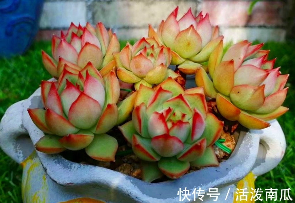 唐印|多肉肥点才好看,所以这些多肉夏天不能轻易断水,缺水会越长越丑