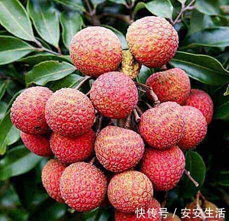 苣荬菜|女性想爱美,多吃以下食物,淡化色斑,延缓衰老,美白肌肤