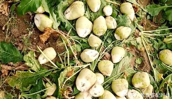 这菜酷似萝卜,8毛钱一斤,遇到要多买些,腌起来冬季吃最美味