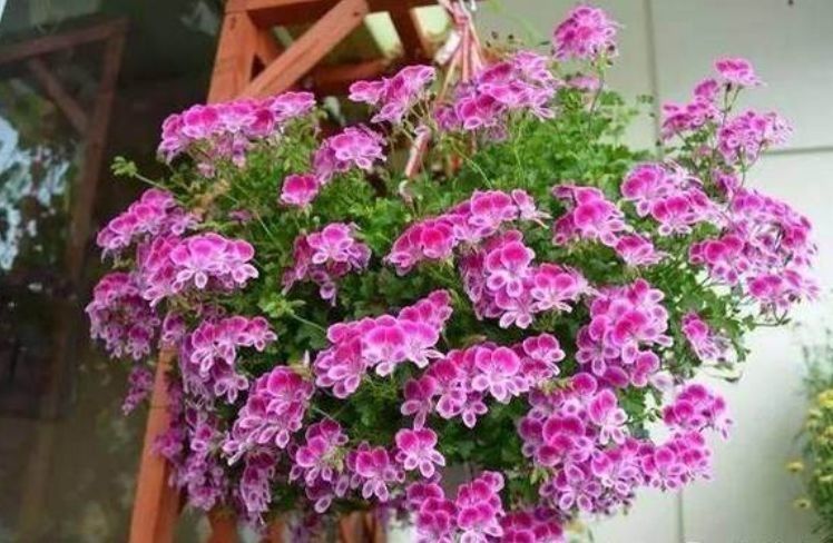 最适合春天养护的三种花,家里养两盆,赏花变美两不误