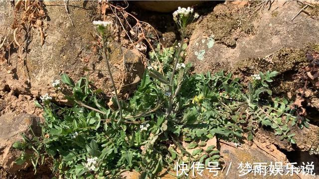 春风十里|挖错荠菜等于吃草，这些“假荠菜”你确定都认识吗