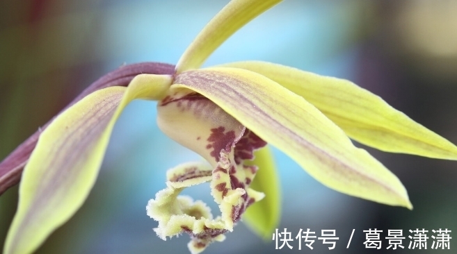 百合花|养这7种花,预算够就买好的,预算不够干脆别买