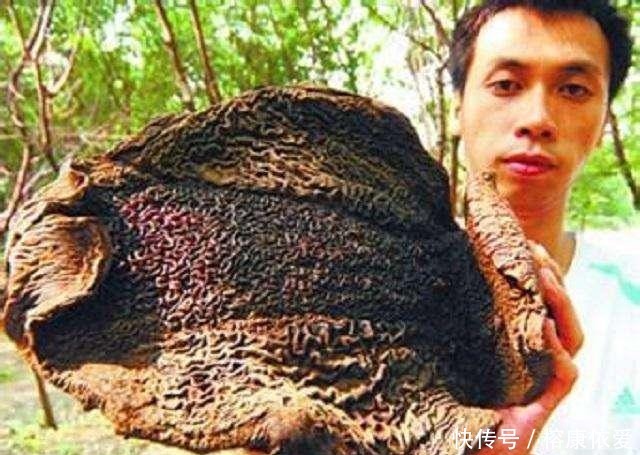 水猴子|历史上这五种“怪”物并不存在,它们是忽悠出来的东西,最好别信