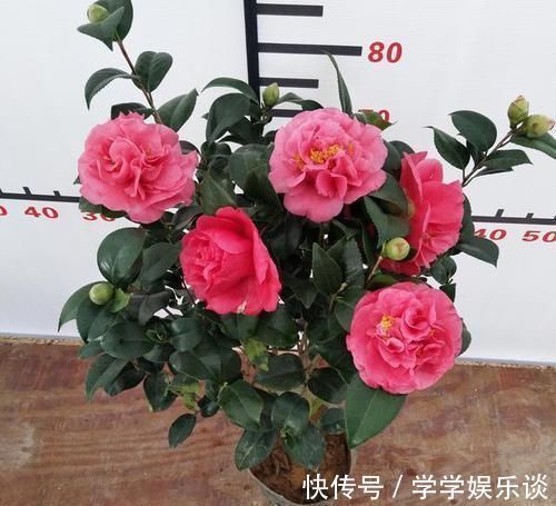 九心十八瓣|此花是茶花之王,拥有九心十八瓣,花色鲜红,比牡丹美,比兰花香