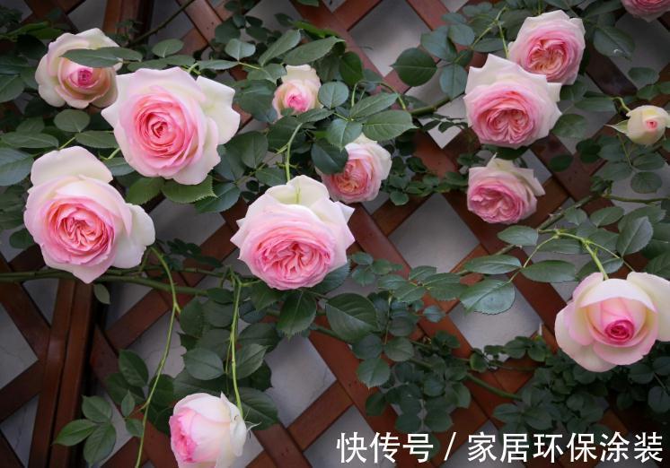 玛格丽特|6种“漂亮花”,秋天修剪“别偷懒”,剃个小平头,一个月开爆花