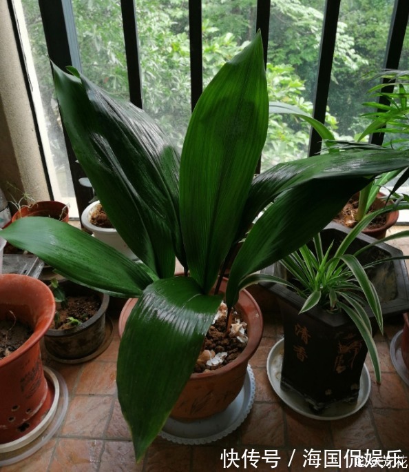 花花|家里光不好,就养10种耐阴绿植,叶子比花还要美